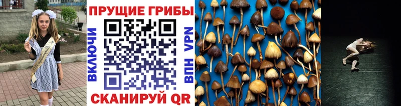 Псилоцибиновые грибы Cubensis  Нолинск 
